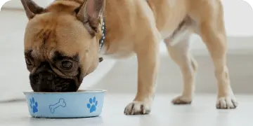 The best dog foods